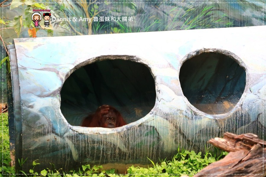 20170422《新竹景點》令新竹人驕傲的新竹市立動物園即將「請假」啦！。期待「新」動物園的模樣｜（影片） (15).jpg