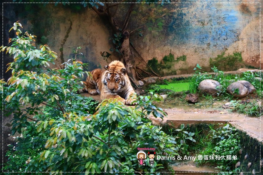 20170422《新竹景點》令新竹人驕傲的新竹市立動物園即將「請假」啦！。期待「新」動物園的模樣｜（影片） (18).jpg