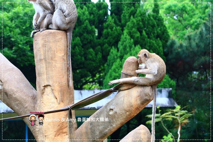 20170422《新竹景點》令新竹人驕傲的新竹市立動物園即將「請假」啦！。期待「新」動物園的模樣｜（影片） (35).jpg