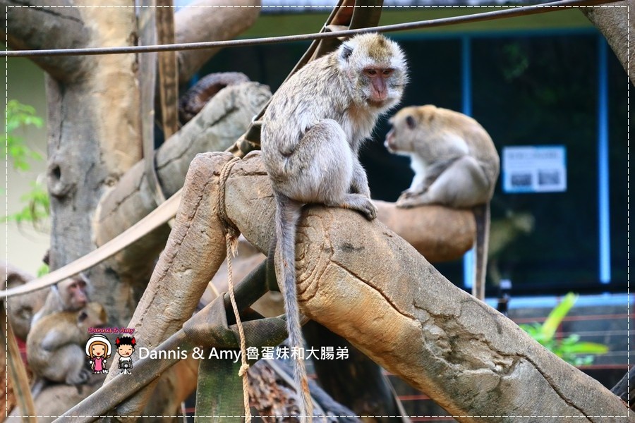 20170422《新竹景點》令新竹人驕傲的新竹市立動物園即將「請假」啦！。期待「新」動物園的模樣｜（影片） (34).jpg