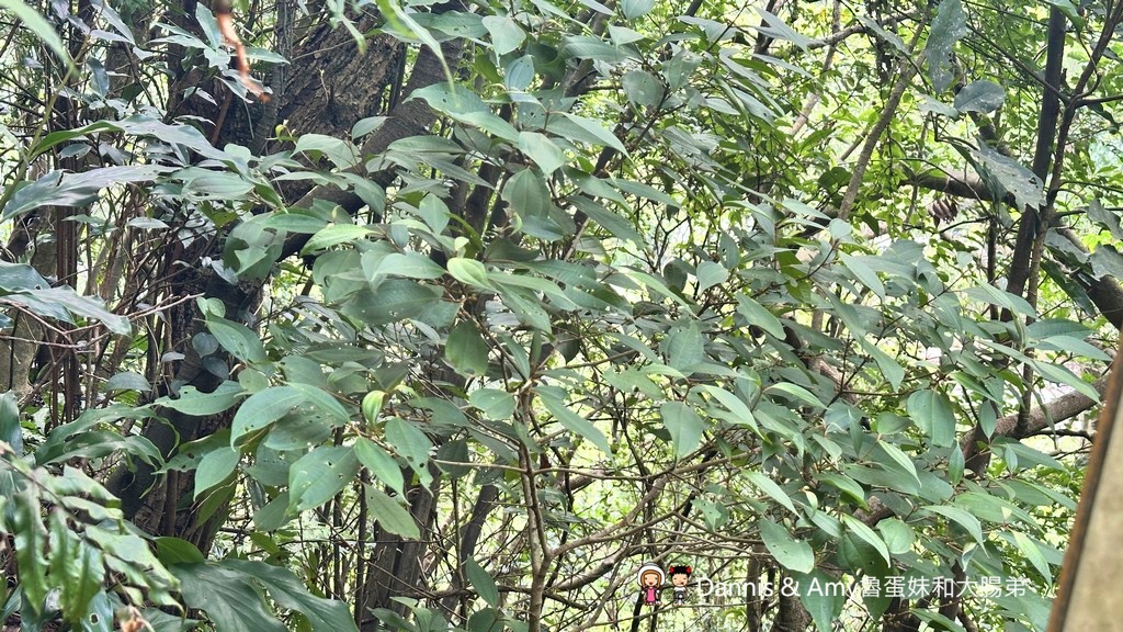 瑞芳不是只有九份︱瑞芳猴硐一日遊攻略_走進黑金山城,從金字碑古道到貓村 - 第34張圖