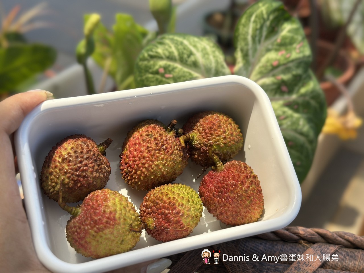 季節限定︱屏東潮州李家玉荷包開箱！皮薄籽小、甜度爆表，錯過真的要再等明年~