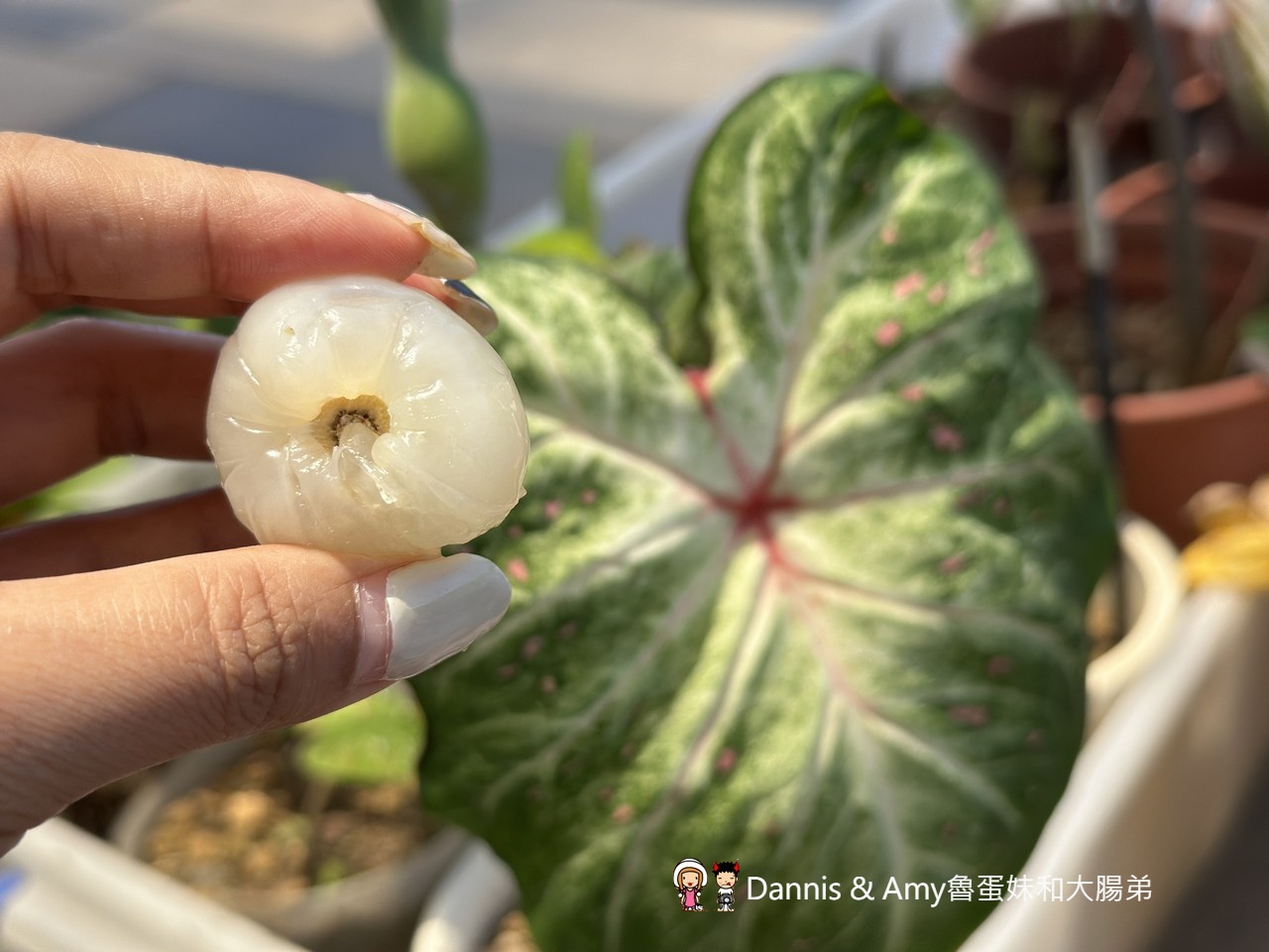 季節限定︱屏東潮州李家玉荷包開箱！皮薄籽小、甜度爆表，錯過真的要再等明年~