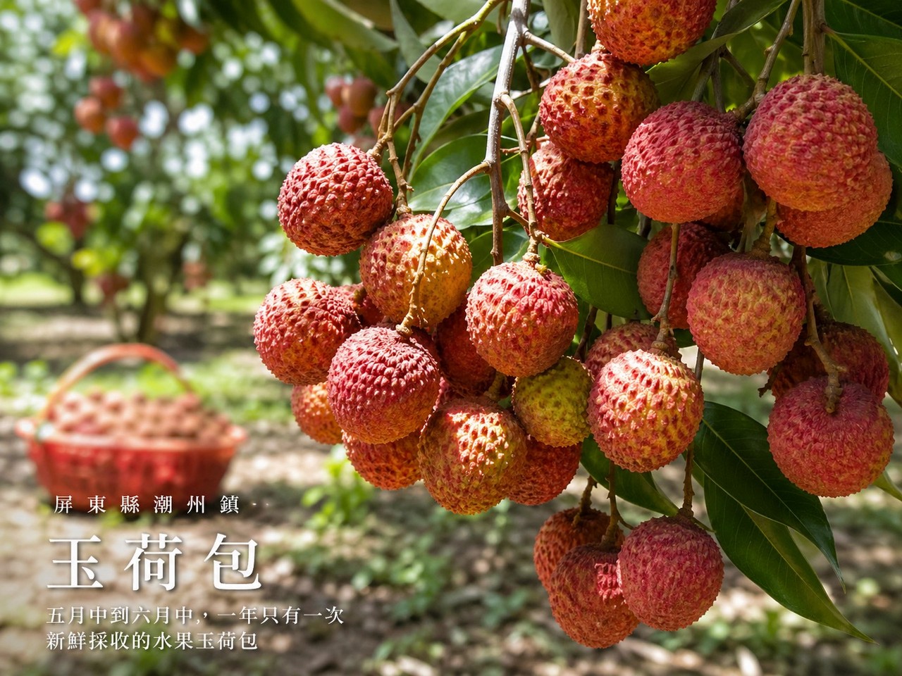 季節限定︱屏東潮州李家玉荷包開箱！皮薄籽小、甜度爆表，錯過真的要再等明年~