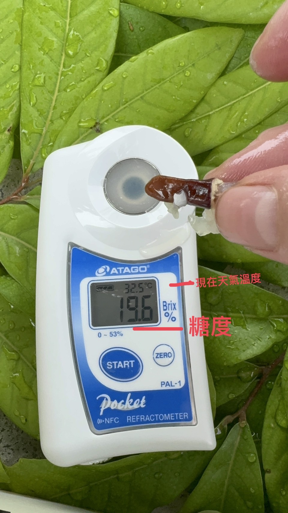 季節限定︱屏東潮州李家玉荷包開箱！皮薄籽小、甜度爆表，錯過真的要再等明年~